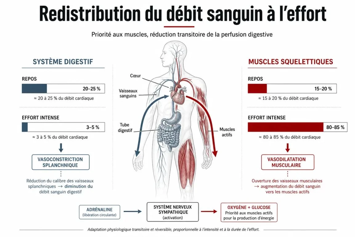 Infographie sur l'afflux sanguin et la digestion pendant la musculation après manger